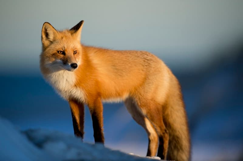 Nature & Wildlife
